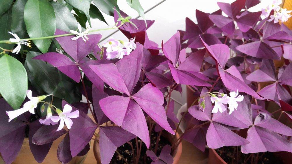 Кислица (оксалис)