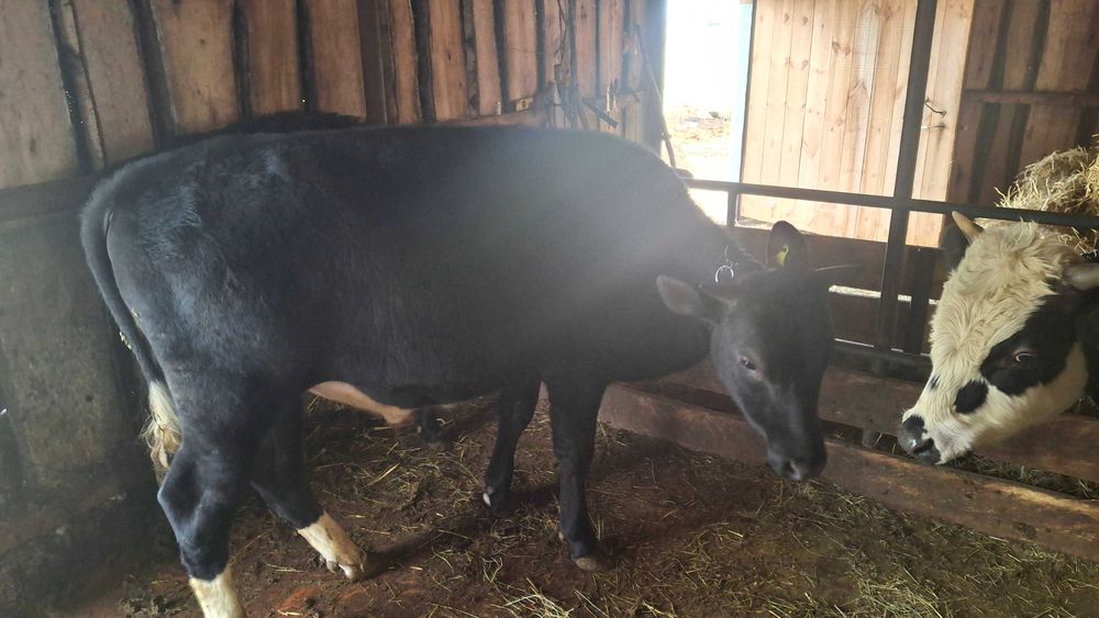 Продам бычков на доращивание