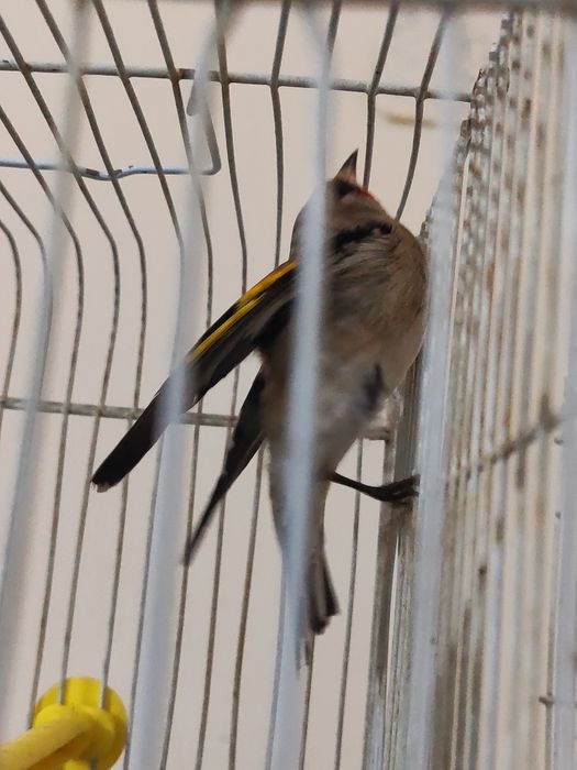 2 дона Сава 50мингдан 100мингача