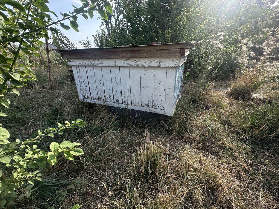 Stupi pentru albine