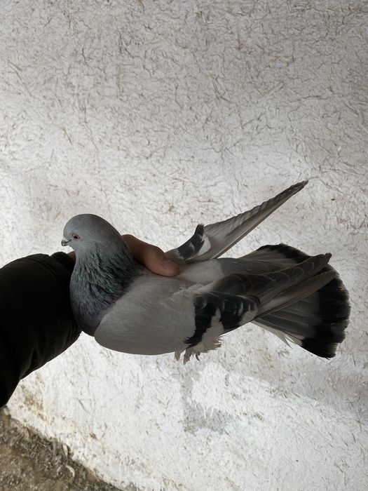 Kaftarlar sotiladi 20 ta manimcha