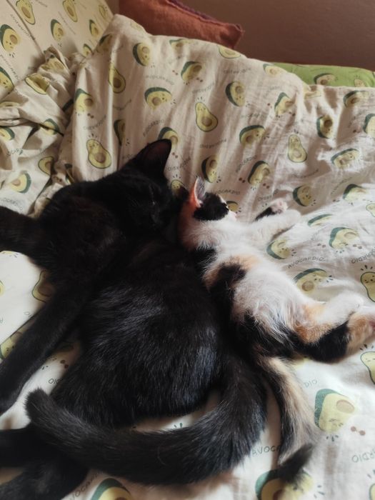 Отдадим котят в добрые руки
