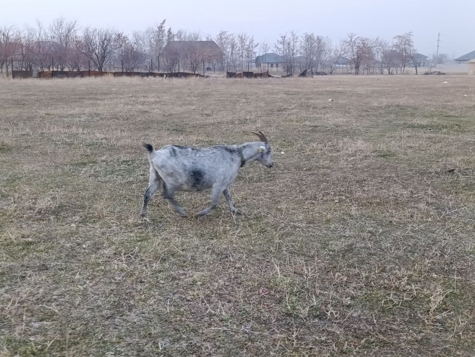 Сүтті ешкі сатылады