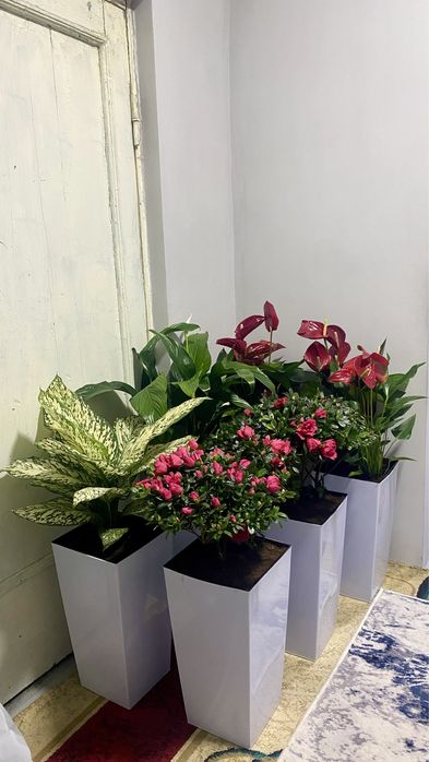 Цветы Гигантские Спатифиллюм Диффенбахия Антуриум Азалия!