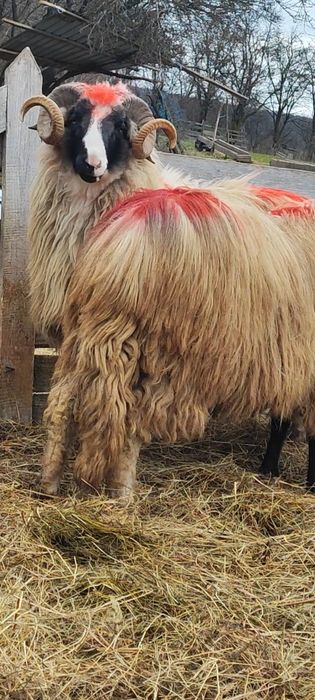 De vânzare berbeci și cârlani!