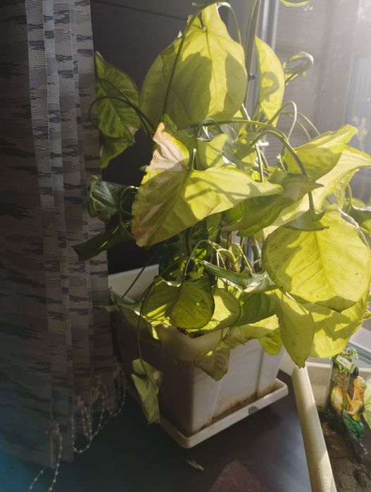 Продам срочно цветы