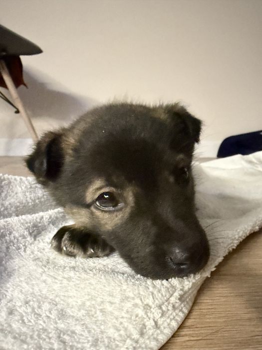 щеночек 6-8 недель от силы