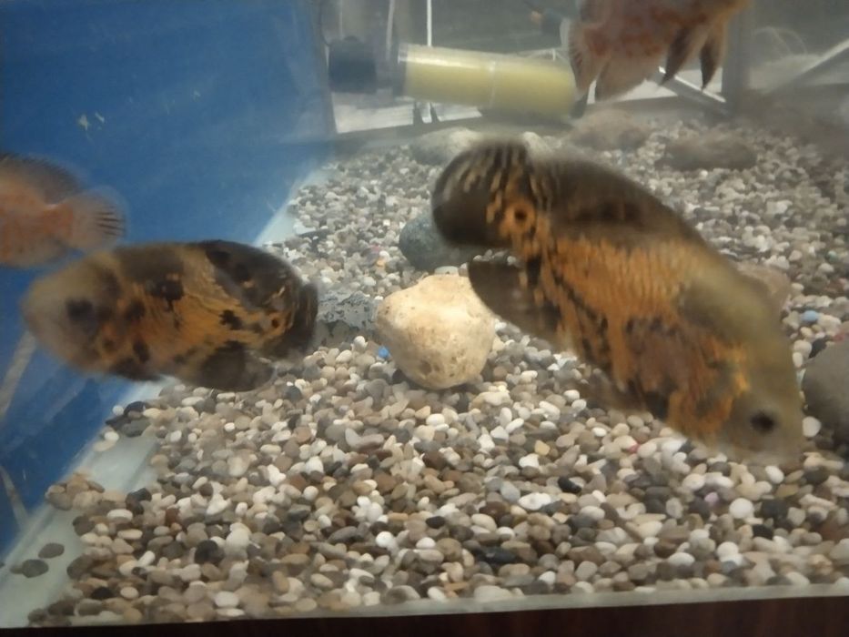 Astranatus baliqlar sotiladi