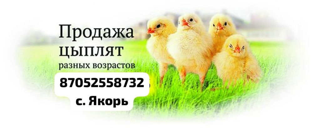 Продам цыплят бройлера