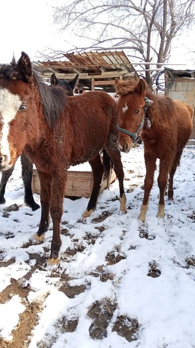 Тай сатылады еркек