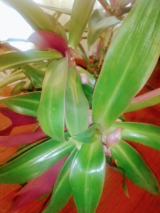 Продам комнатный цветок