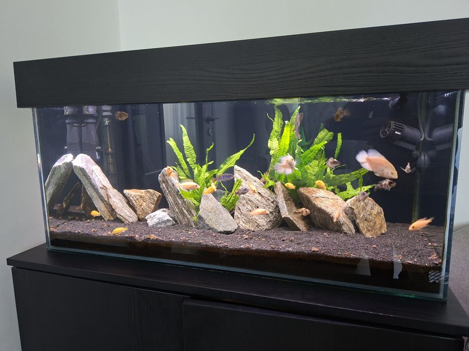 Vând acvariu 140 l si filtru extern Oase biomaster 600