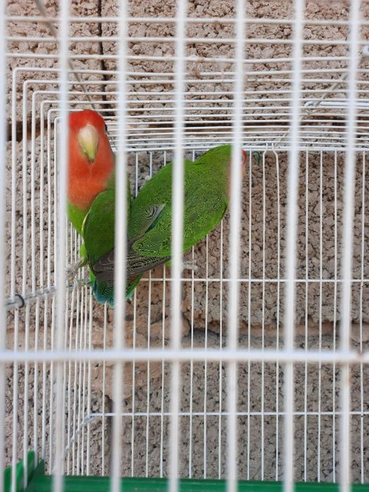 Бизнес килиш учун тайёр ишлаётган Неразлучные попугайлар сотилади.