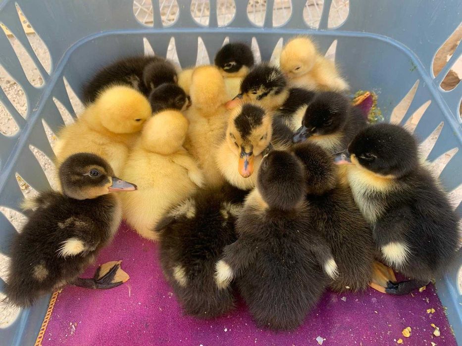 Boboci rata romaneasca si leseasca