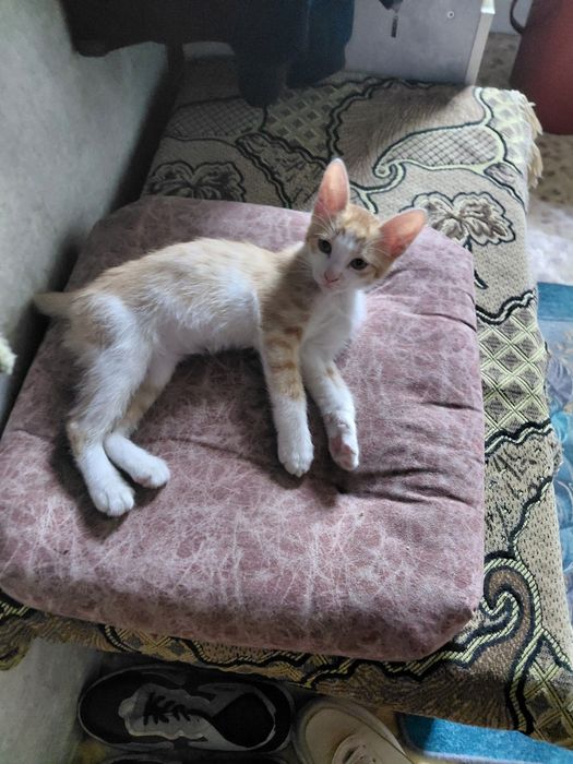 Котёнок в добрые руки