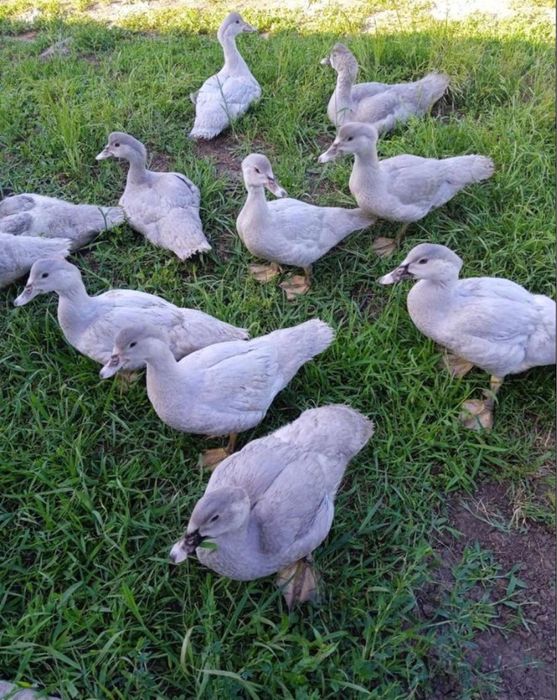 Лавандовое индоутята