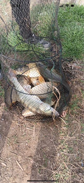 Рыбалка, речной вкус рыбы.