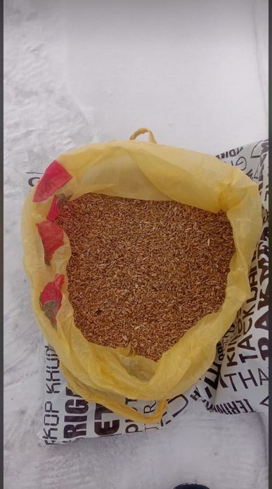 Арпа бидай сулы сатылады