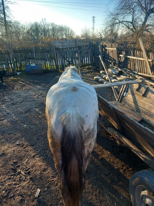 Cal de vânzare   foarte bun