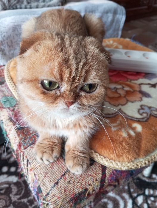 кошка стерилизованая