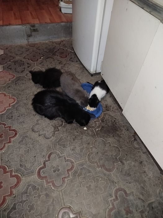 Отдам котят бесплатно