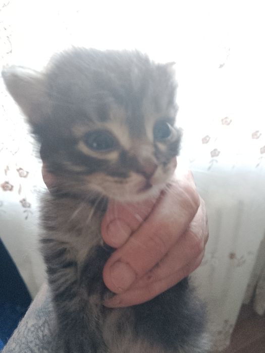 Отдам котят в доброе заботливые руки