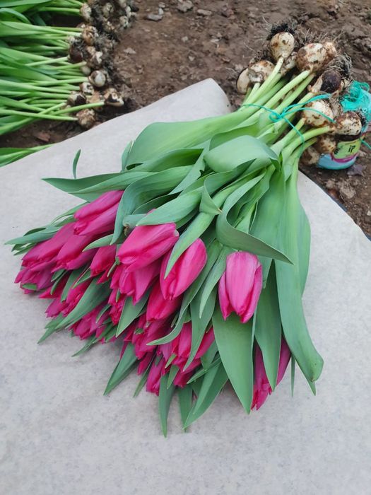 Крупный тюльпан.