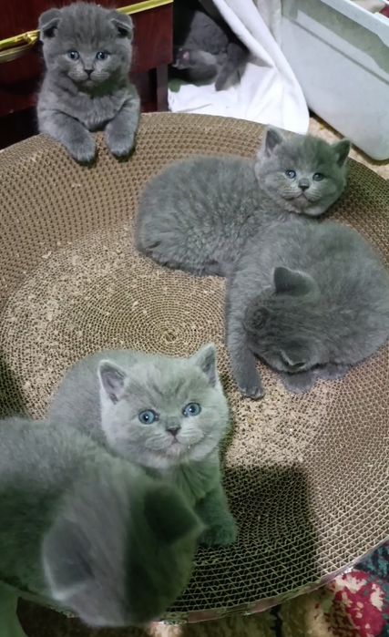 Готовятся к продаже шикарные породистые котята