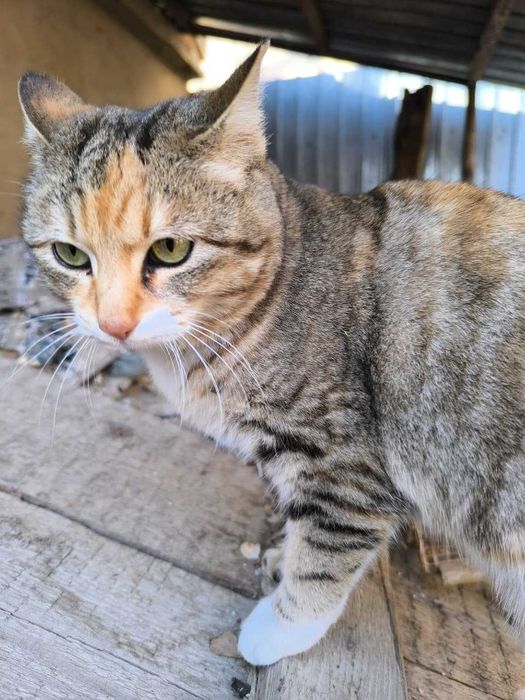 кошечка мышеловка