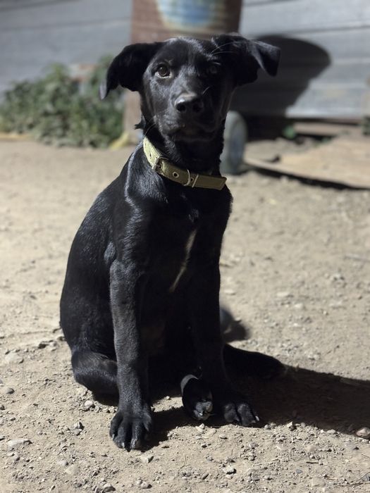 Ищет дом собака Аврора.