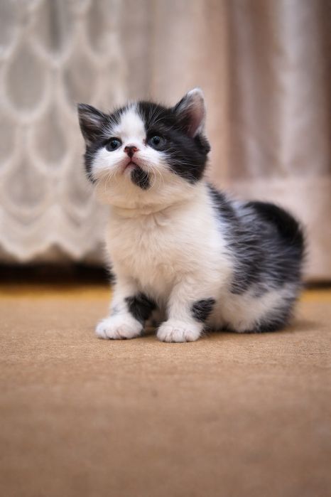 Tozza qon mushukchalar sotuvda