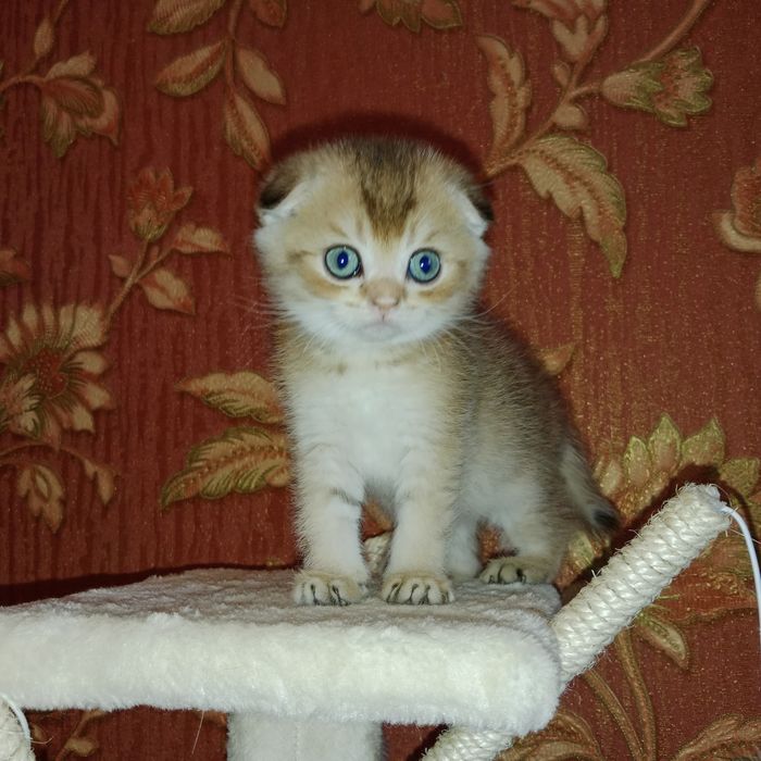 Милая девочка Скоттиш фолд золотая Шиншила