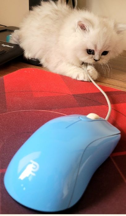 Британски дългокосмести котенца