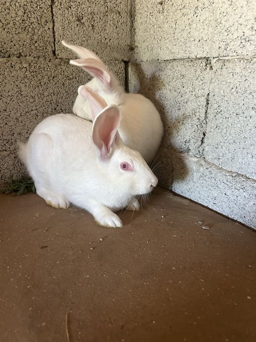 De vânzare 8 iepuri 2 de 4 luni 3,5 kg  si 6 de 2 luni jumate 2,4 kg