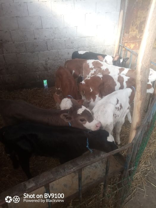 Vând 7 viței de lapte
