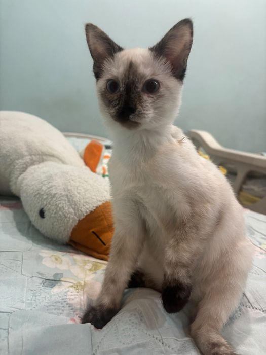 Котенок девочка отдаём в добрые руки