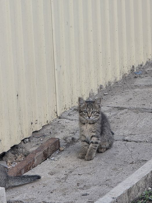 Отдам даром котят