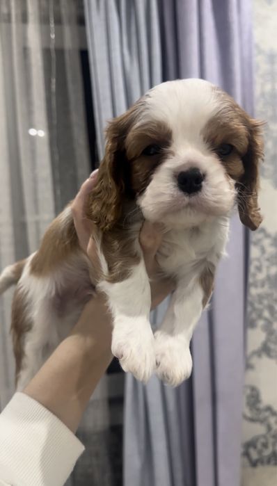 Кавалер Кинг Чарльз спаниель щенки ПРОДАЖА!