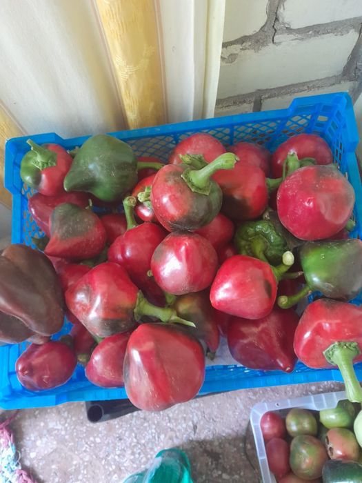 Продам перец домашний