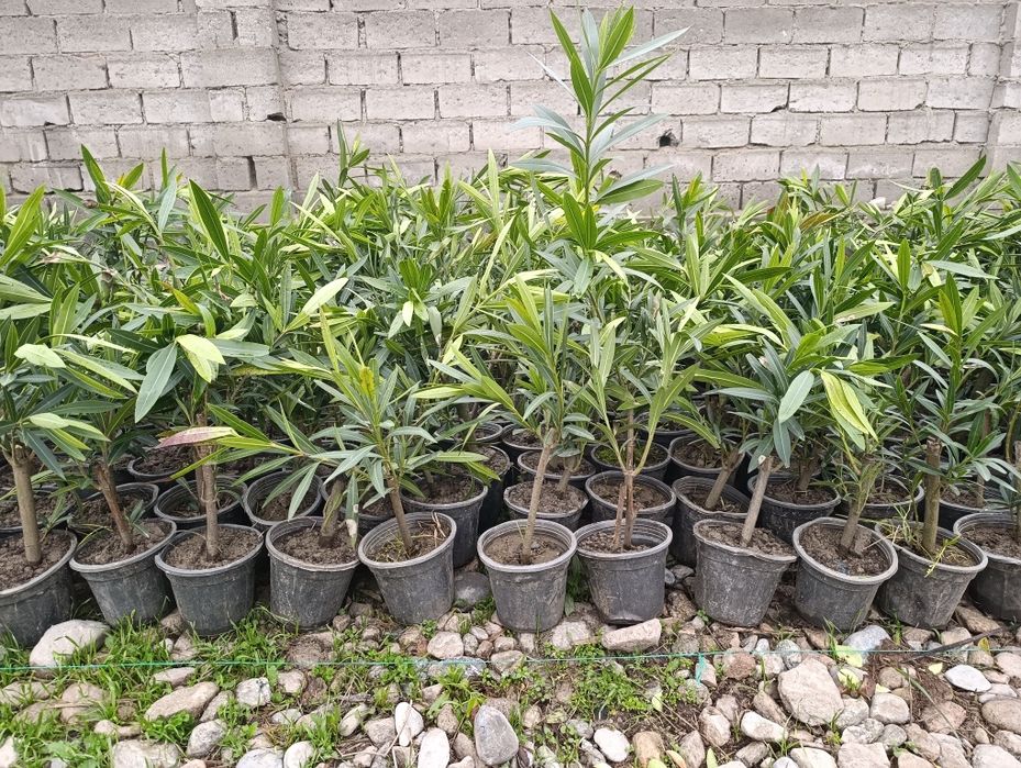 Манзарали ва мевали дарахт кучатларимиз сотувда оладиганлар тел