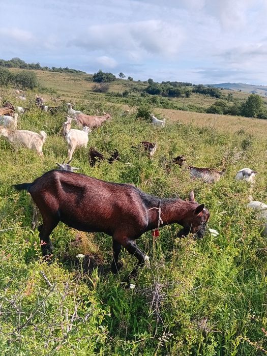 De vanzare un tap alpin francez in varsta de trei ani.Si un berbec marcus in varasta de patu ani mai multe detalii la numarul de telefon 0725197168 ..