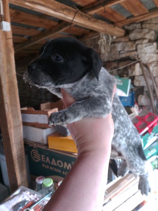 Кученца Курхаар от Руски родители