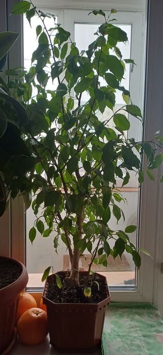 Продам цветы комнатные