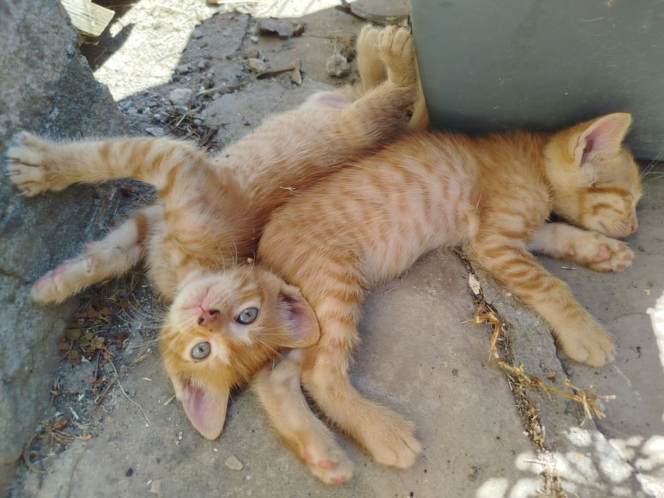 Малки котета търсят дом