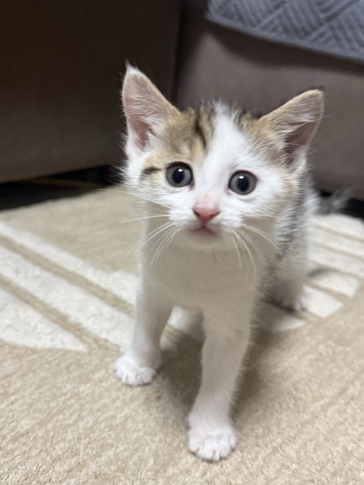 отдам котят 1 месяц им