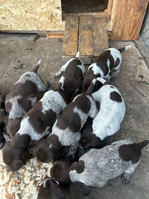 Продам щенков курцхаара