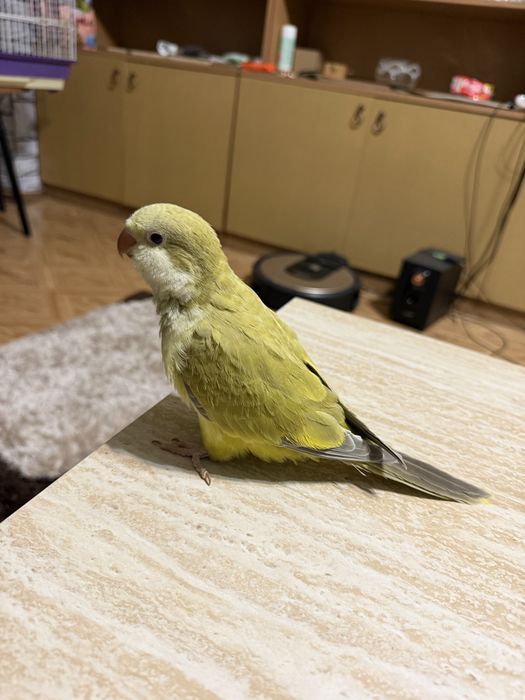 Ръчно хранен папагал монах