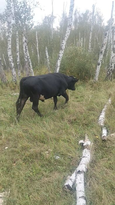 Продам 5 бычков на доращивания