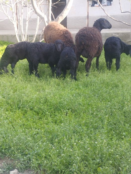 Ekizchi quy qidirib yurganlarga chista Xisor quylar sotiladi srochna