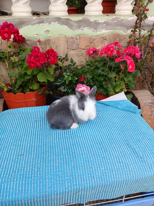 Iepurași pitici Cap de Leu cu ochii albaștrii
